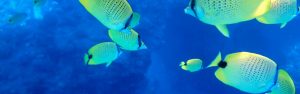 underwater-fishes