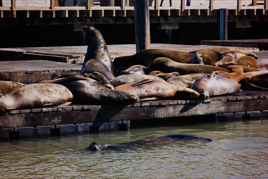 seals in bay area san francisco